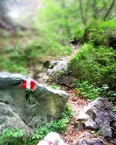 gut markierter Waldpfad zum Rinnkogel