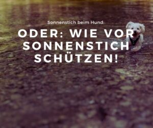 Mehr über den Artikel erfahren Sonnenstich beim Hund: wie du ihn vor einem Sonnenstich schützt!
