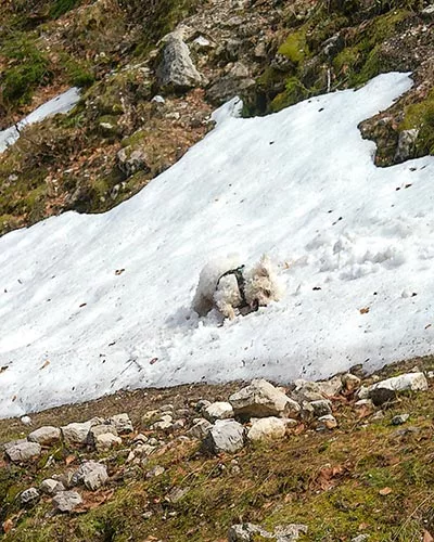 Wasserfeste Sonnencreme für Hunde für Berge muss auch Schnee fest sein