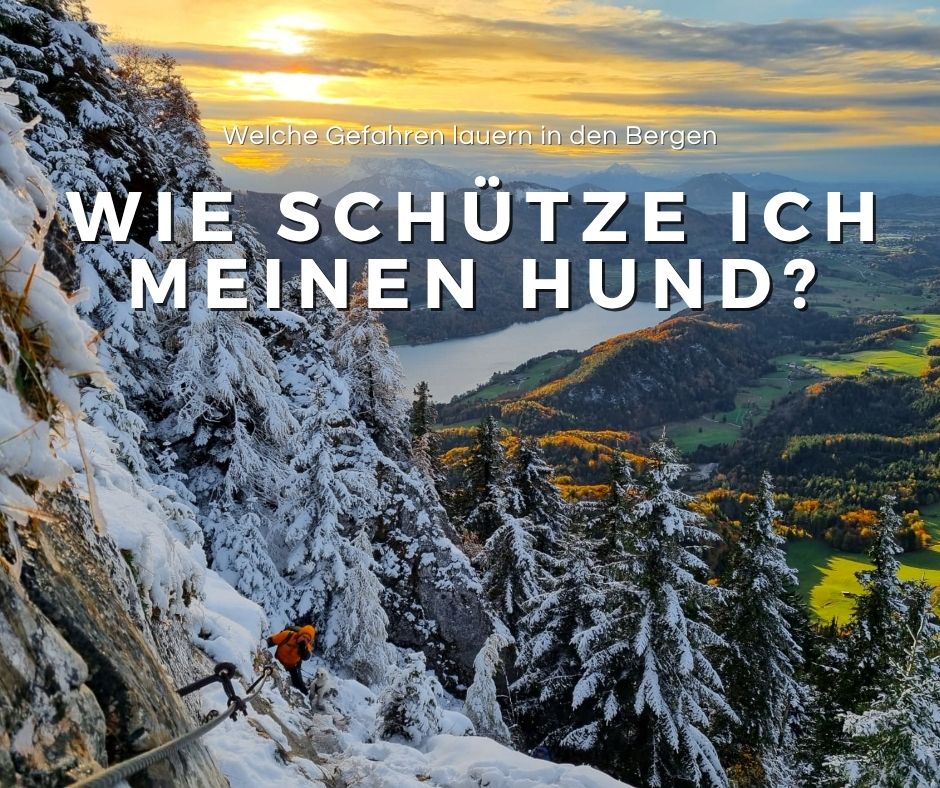 Du betrachtest gerade Hund gesund am Berg: Tipps zur Hundegesundheit in den Bergen